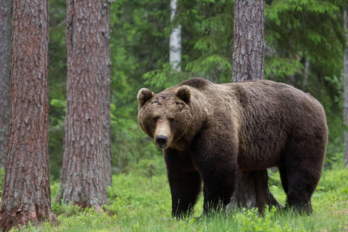 Какие животные обитают в тульской области. Бурый медведь Иркутской области. Бурый медведь в Калужской области. Бурый медведь в Тульской области. Бурый медведь Брянской области.
