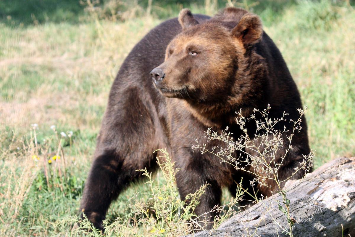 Какие медведи хищники. Испуганный медведь. Бурый медведь во Франции. Страшный бурый медведь. Удивленные медведи.