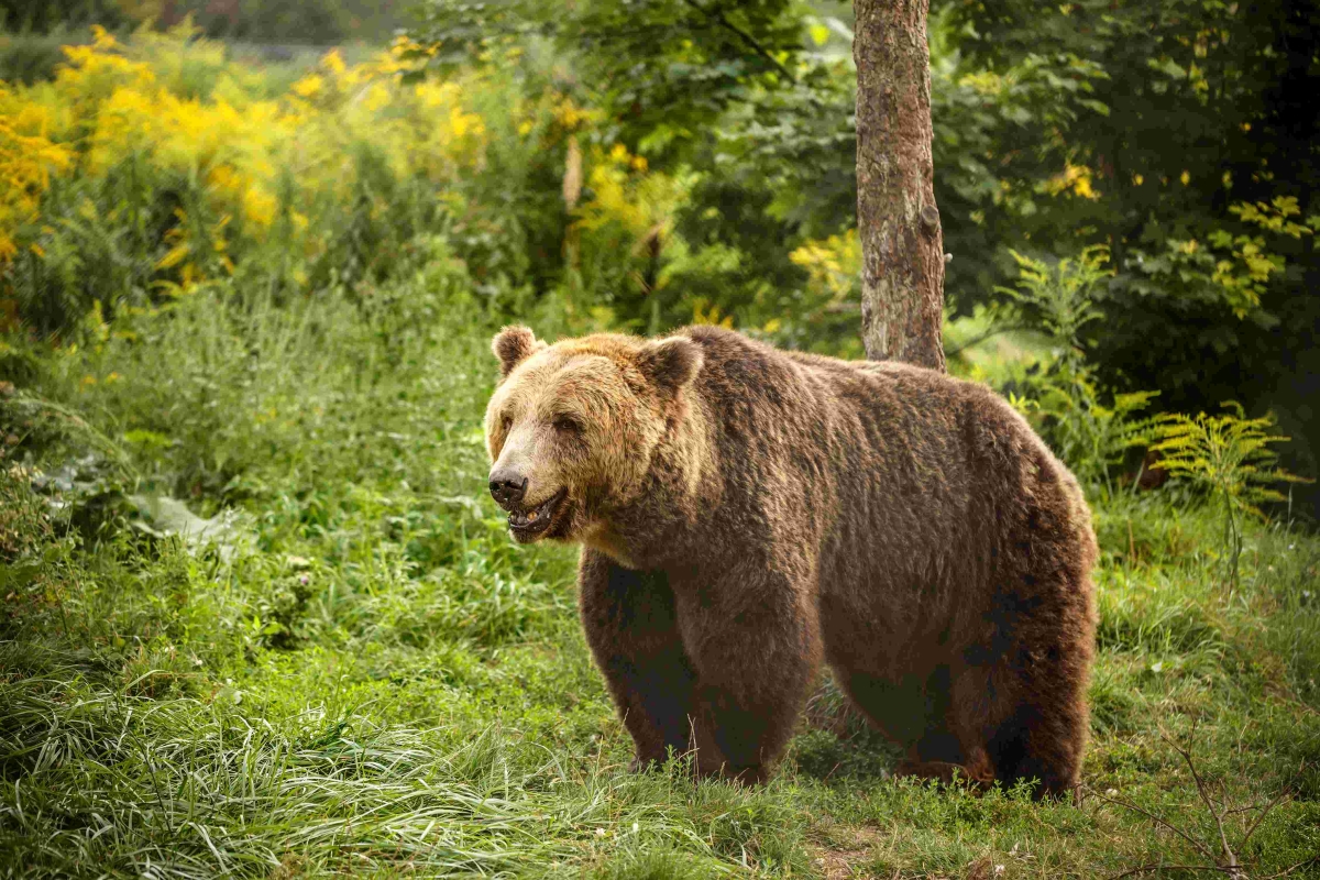 Белорусские охотники предлагают исключить бурых медведей из Красной книги
