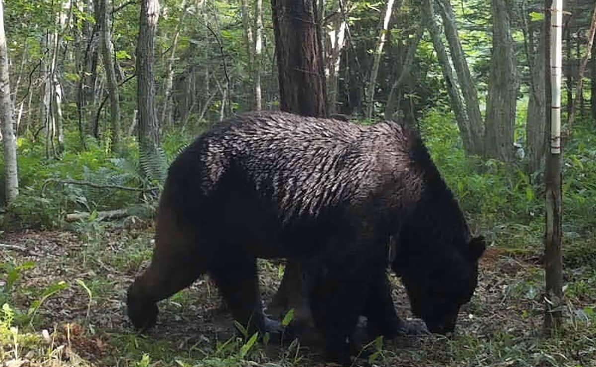 Медведь, на которого охотились 4 года, наконец-то убит
