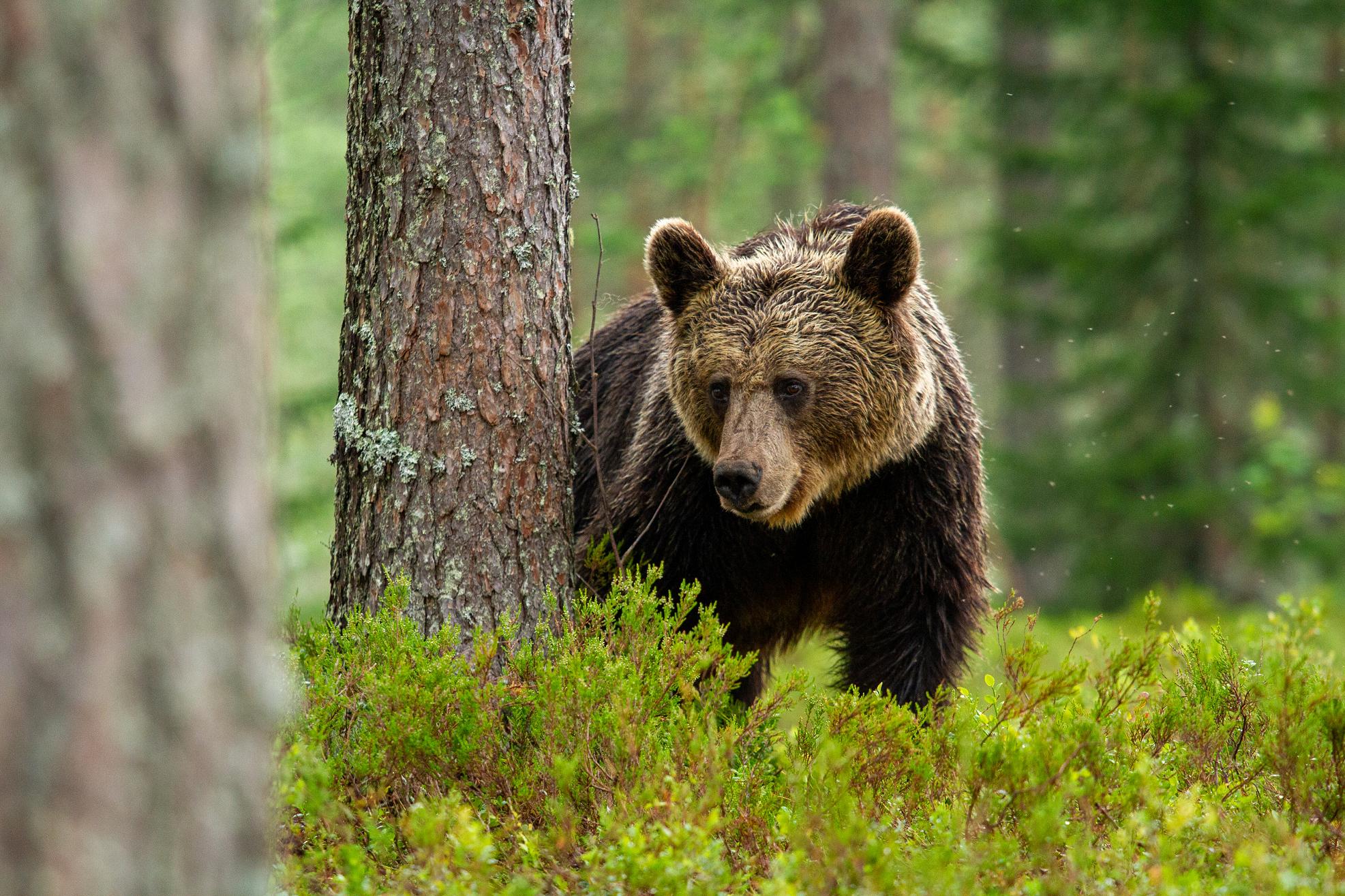 Медведь напал на грибников в Красноярском крае