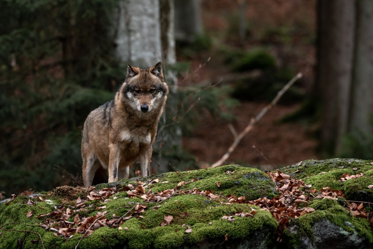 Нижегородские охотники получили компенсации за добытых волков