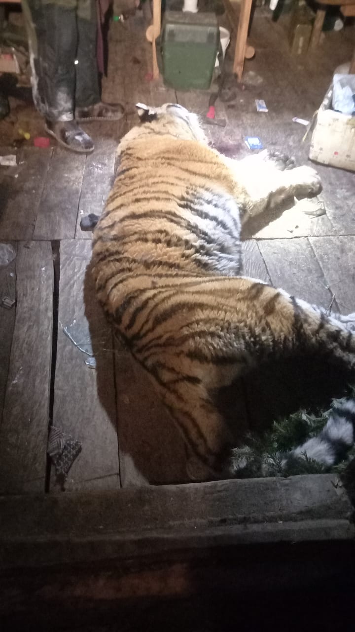 Тигры-людоеды в Приморье