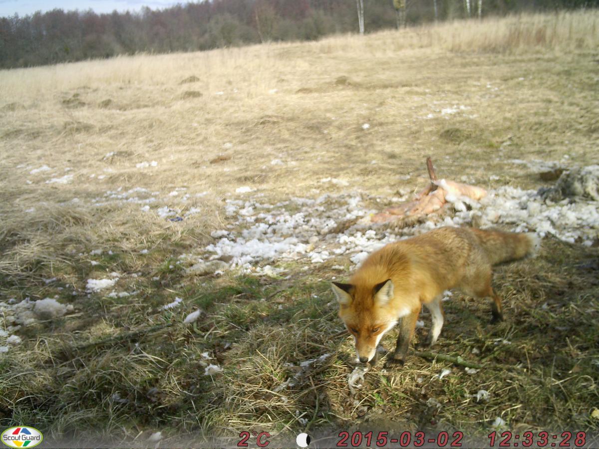 Чайник против волка