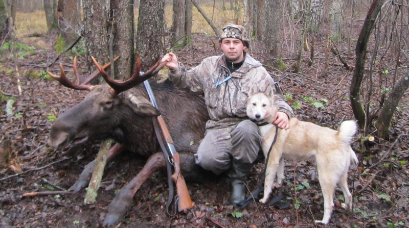 Ходовая охота на лося с лайкой - Русский охотничий портал