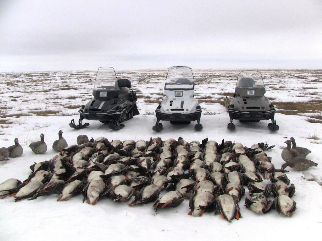 Охота и рыбалка на севере видео. Охота на гуся на крайнем севере. Охота на гуся весной на севере.