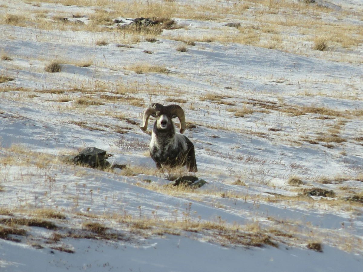Трофейная охота: история, бизнес и мифы