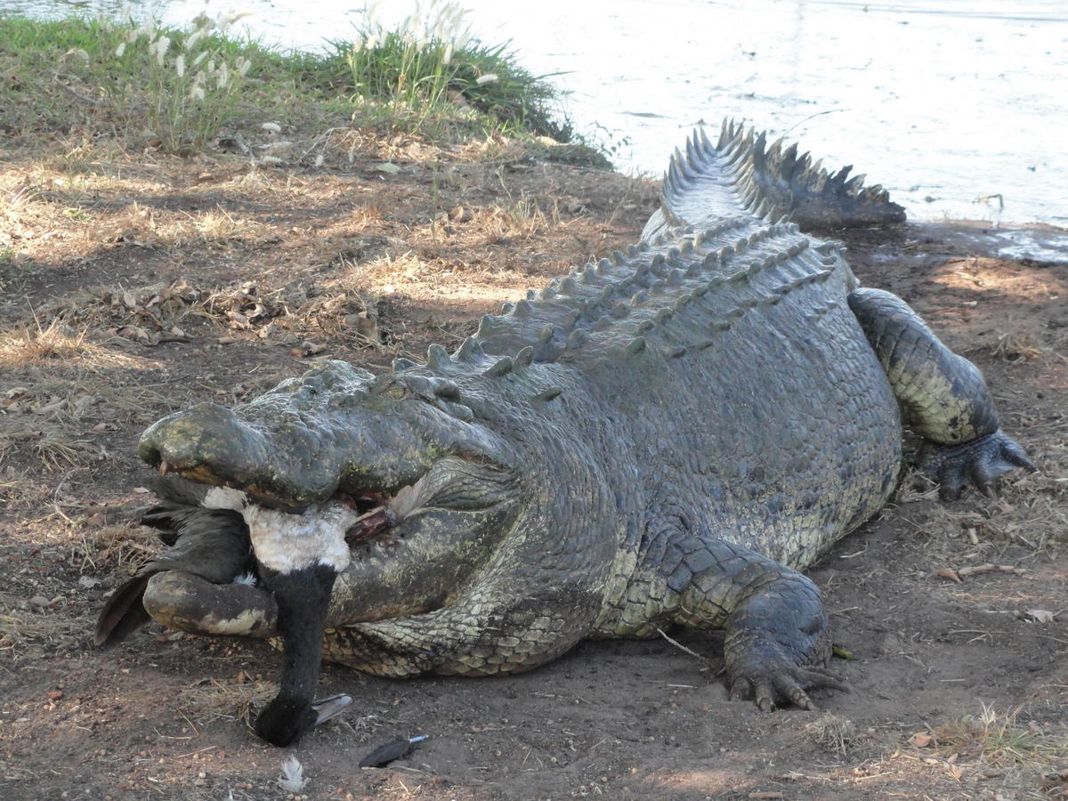 охота на дикого крокодила австралия