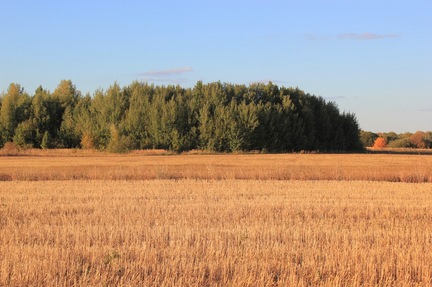 Кабан: в правовом и пшеничном полях