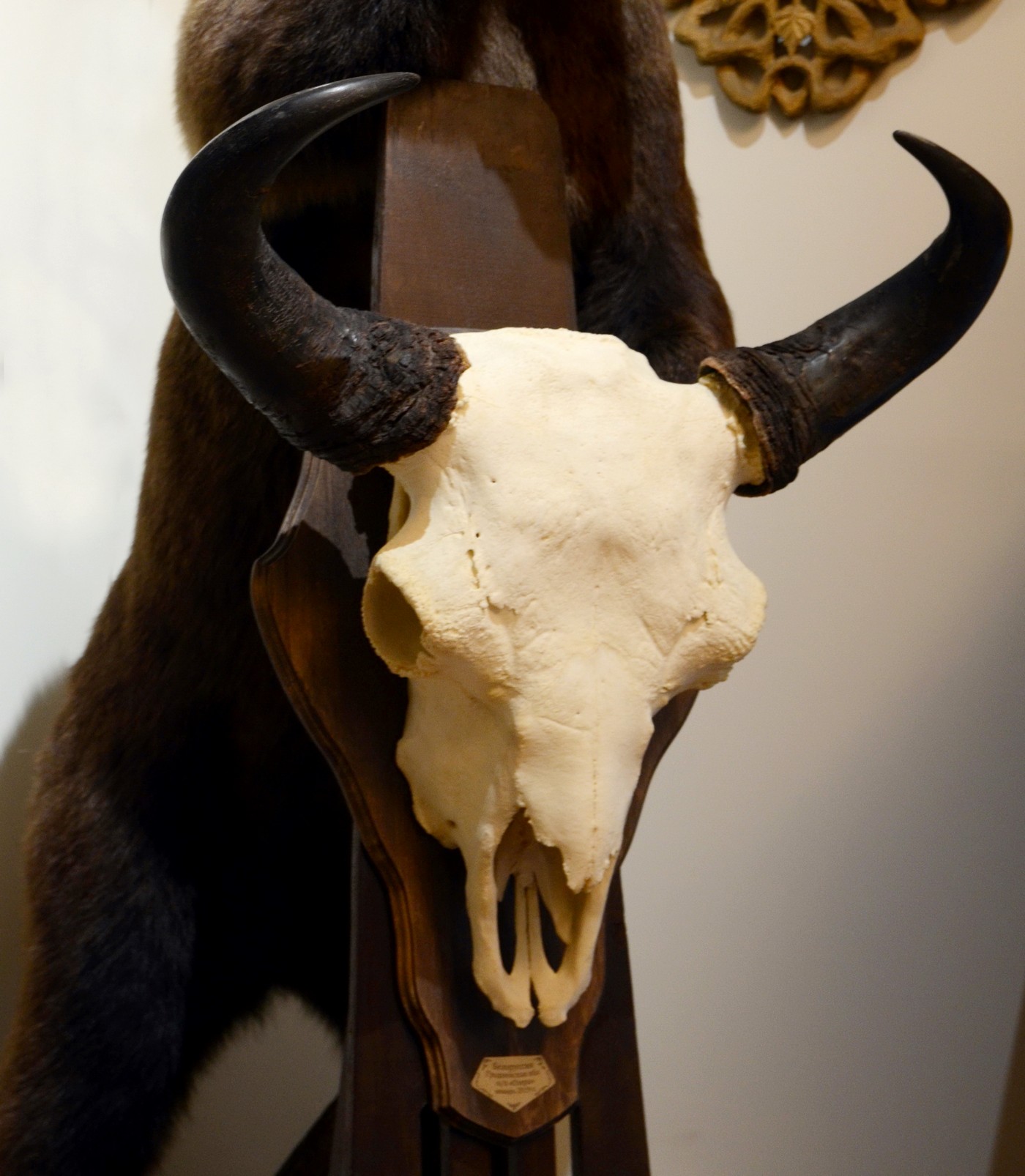 Зубр – охотничий зверь или священная корова?