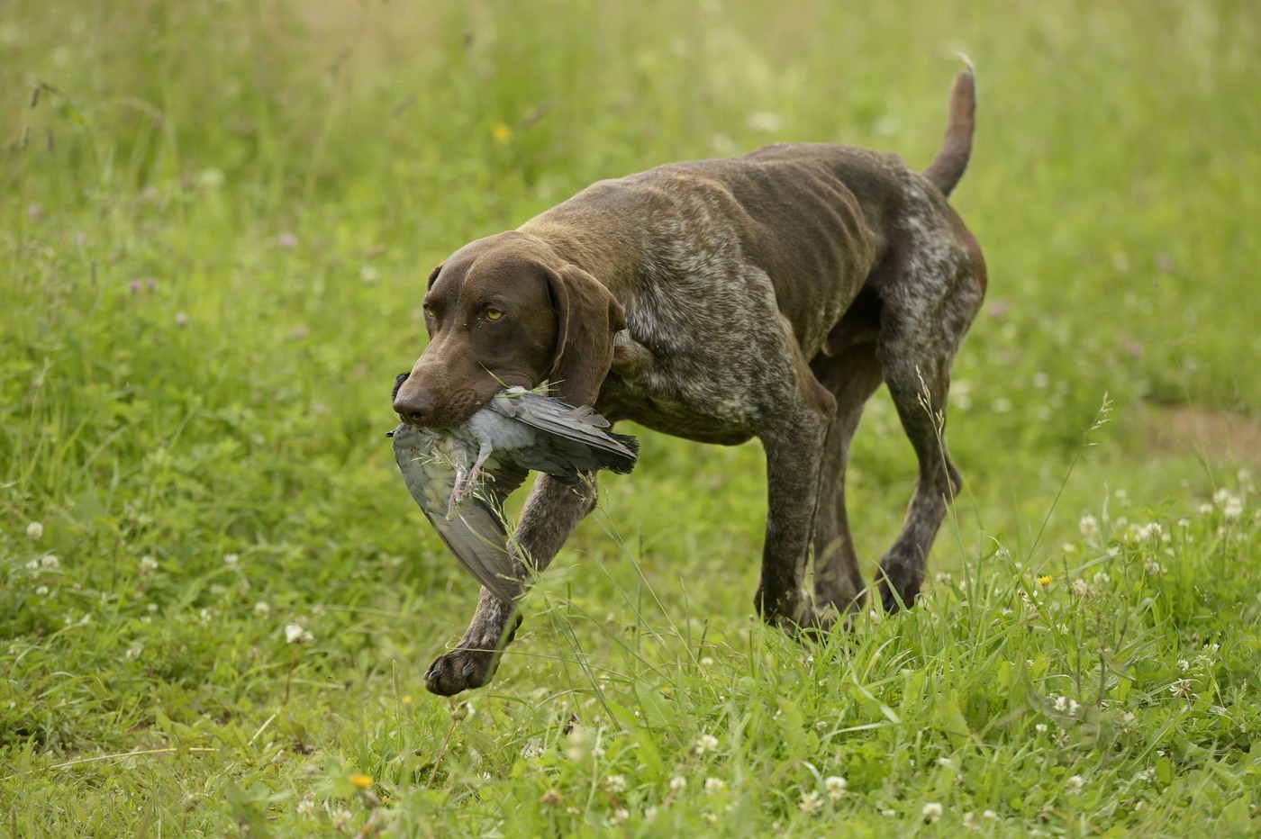 Слух охотничьей собаки - Русский охотничий портал