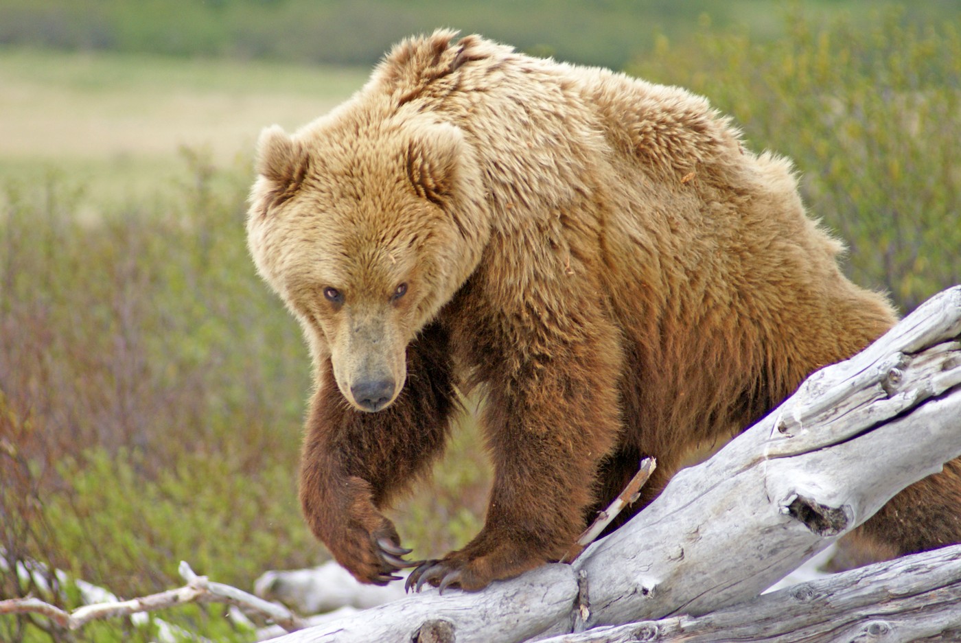 Цели выделки медвежьей шкуры