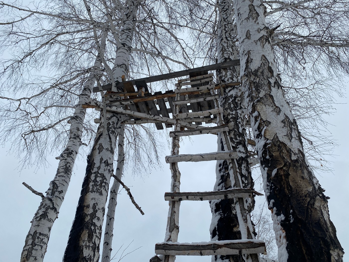 Весенняя охота на медведя на севере Кировской области