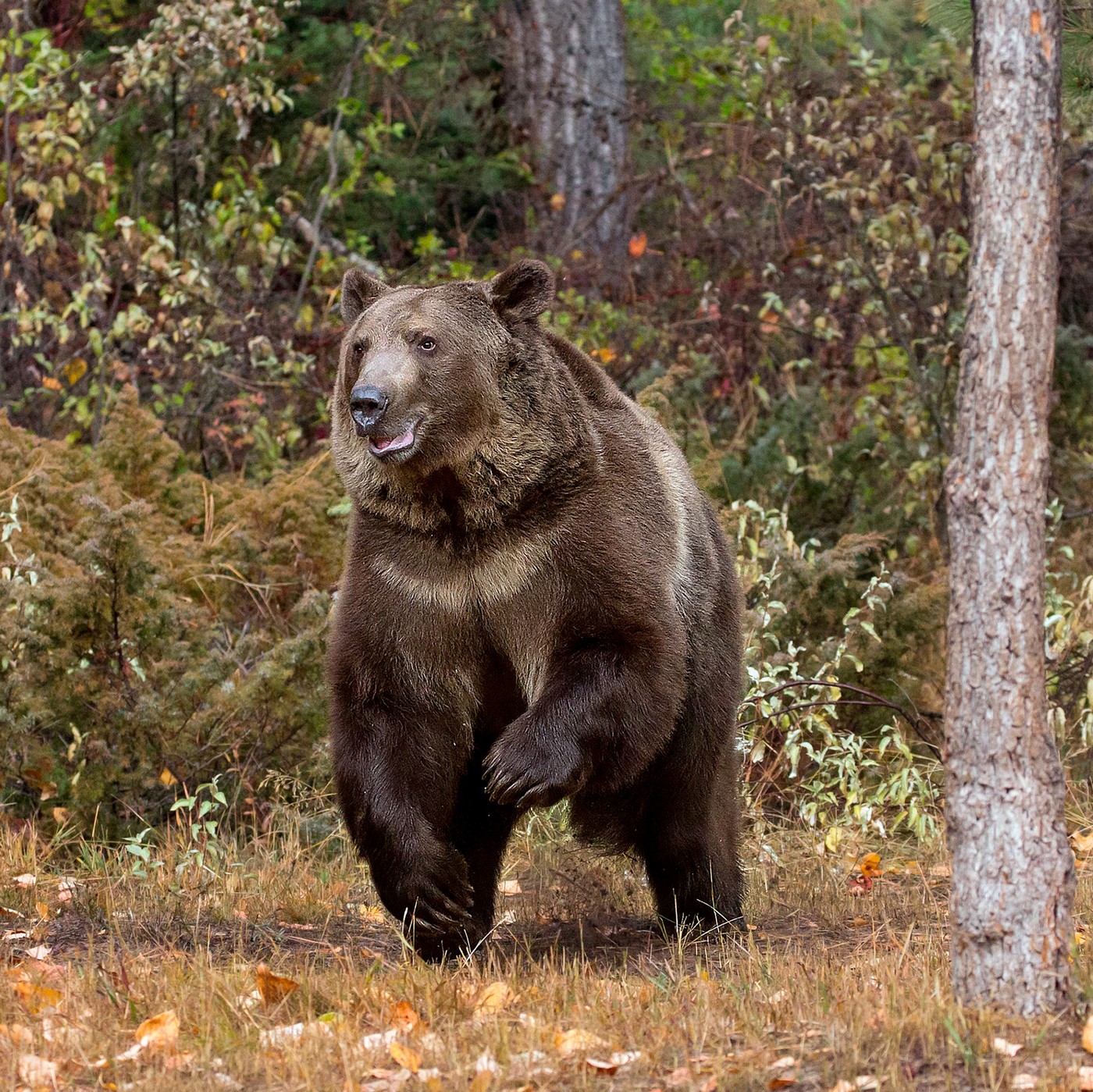 Встречи с медведем – неожиданные и желанные