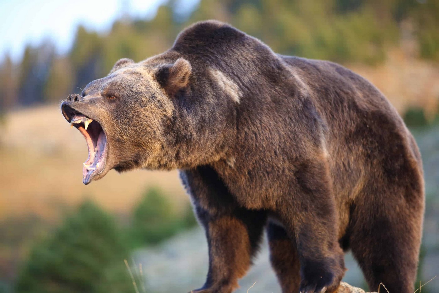 Встречи с медведем – неожиданные и желанные