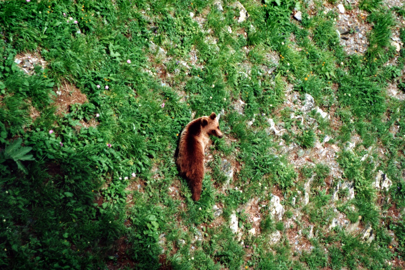Вверх по Енисею за медведем, или Может ли охота на медведя считаться горной?