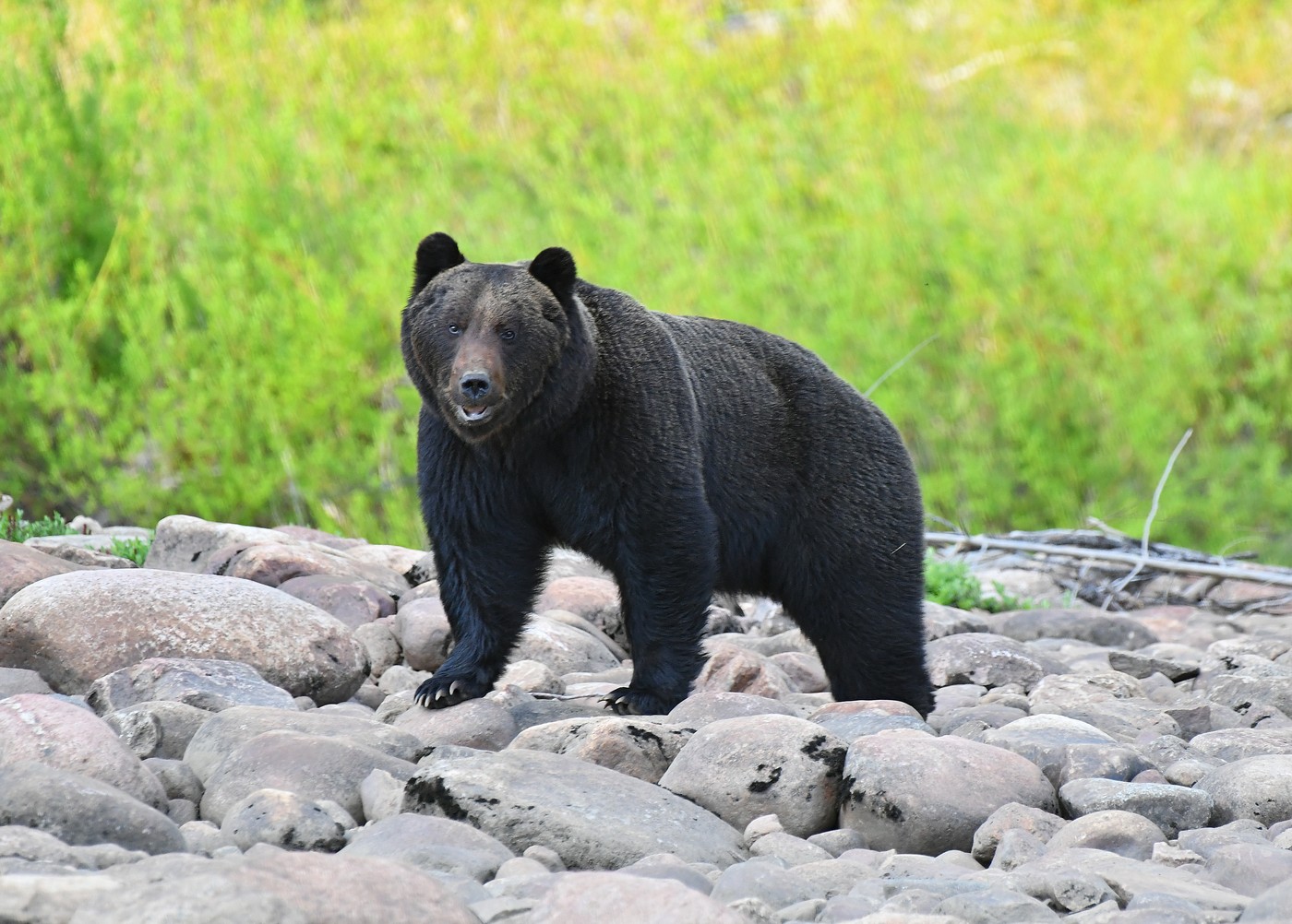 Конфликт с медведем на Барылласе