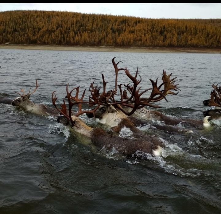 Как охраняют северного оленя в Саха (Якутии)