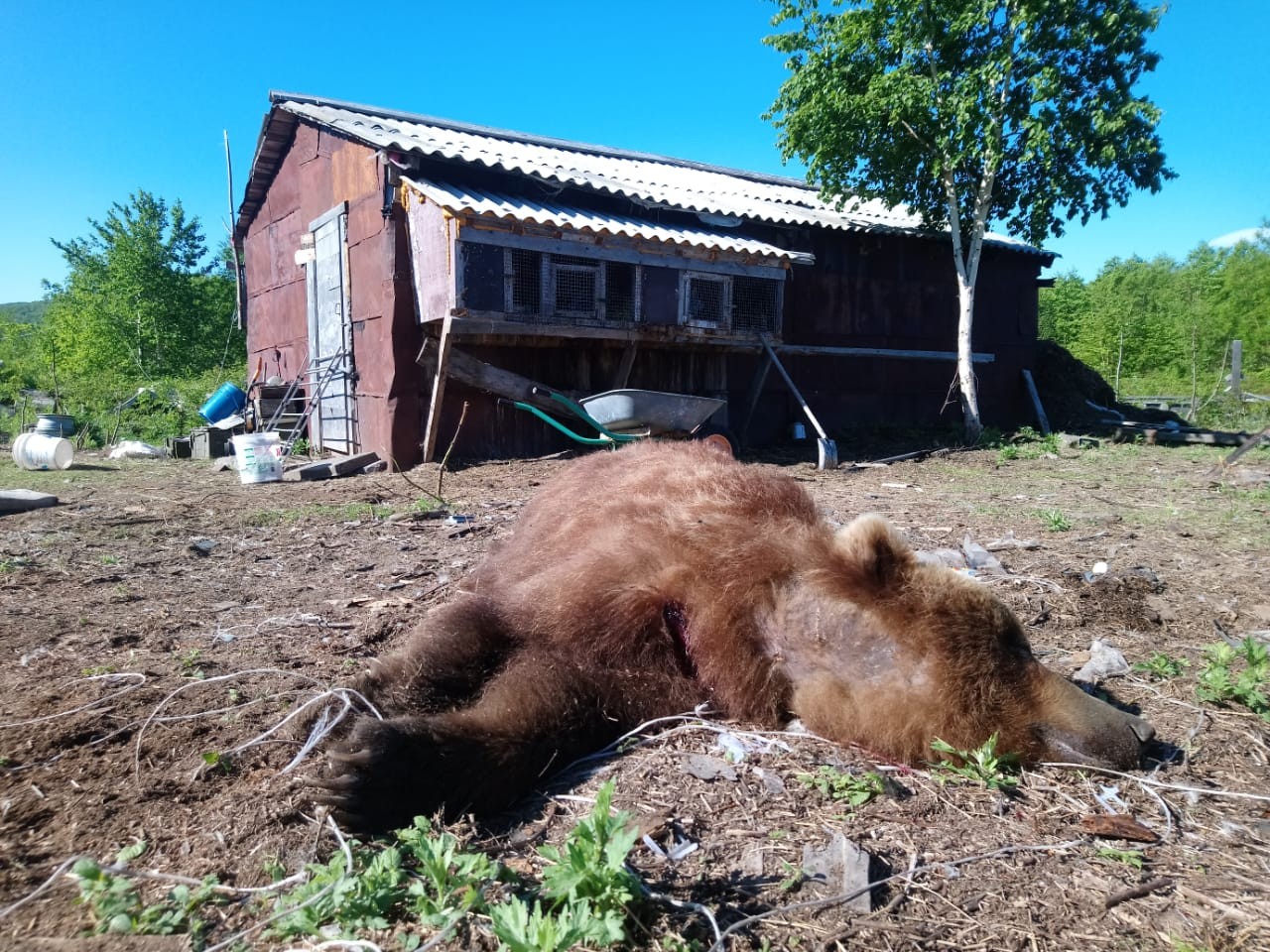 Медведи и вынужденный отстрел