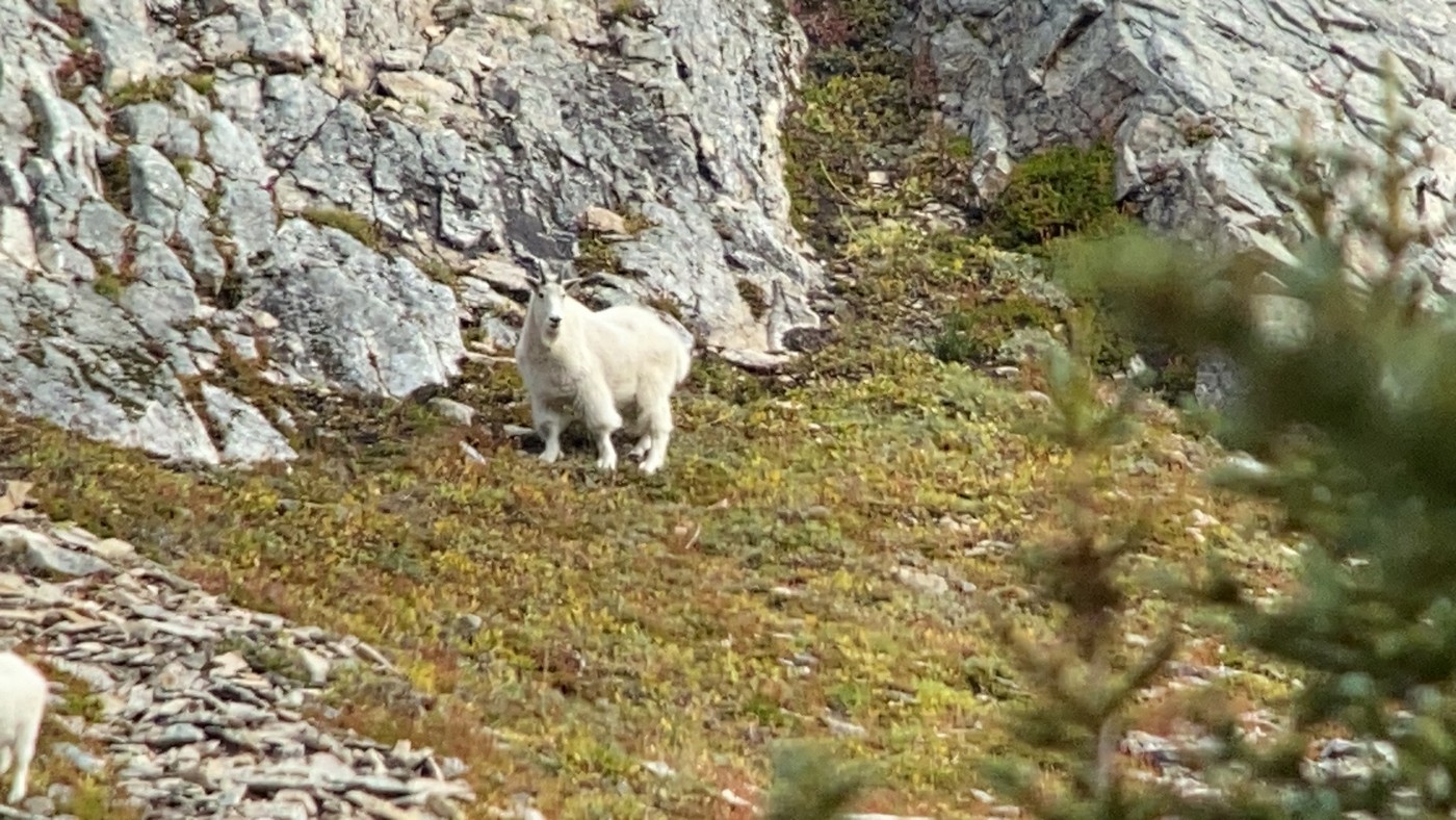 В поисках Билли. Охота на снежную козу в Британской Колумбии