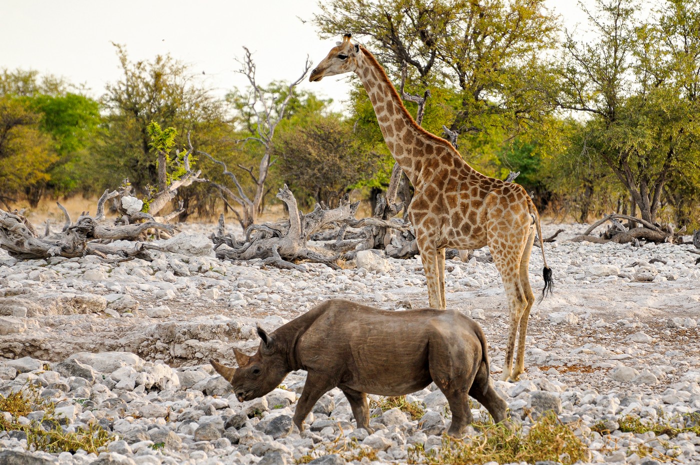 Рога и копыта. Восстановление популяции белого носорога