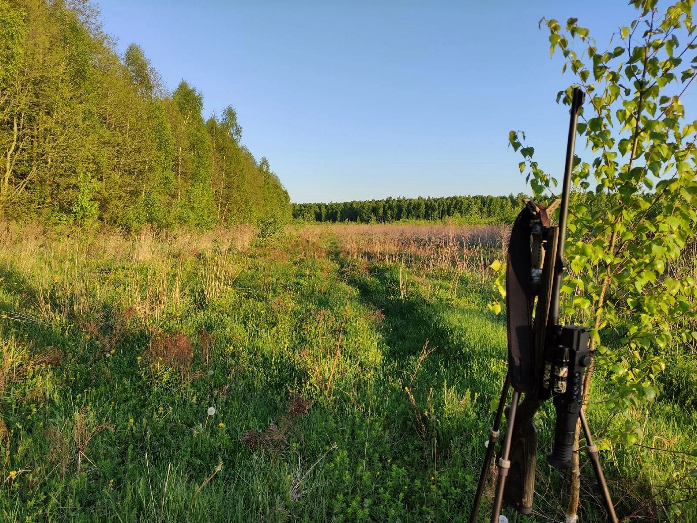 Когда лучше ехать за трофейным козлом в Беларусь?