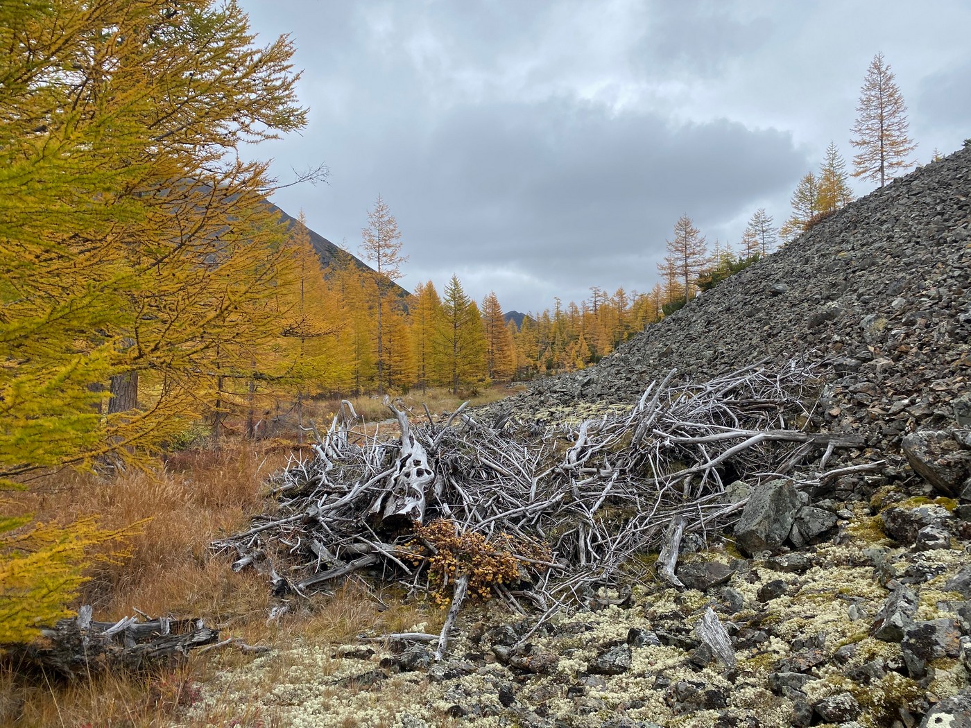 Backpacking, которого… не было. Снежный баран в Магаданской области