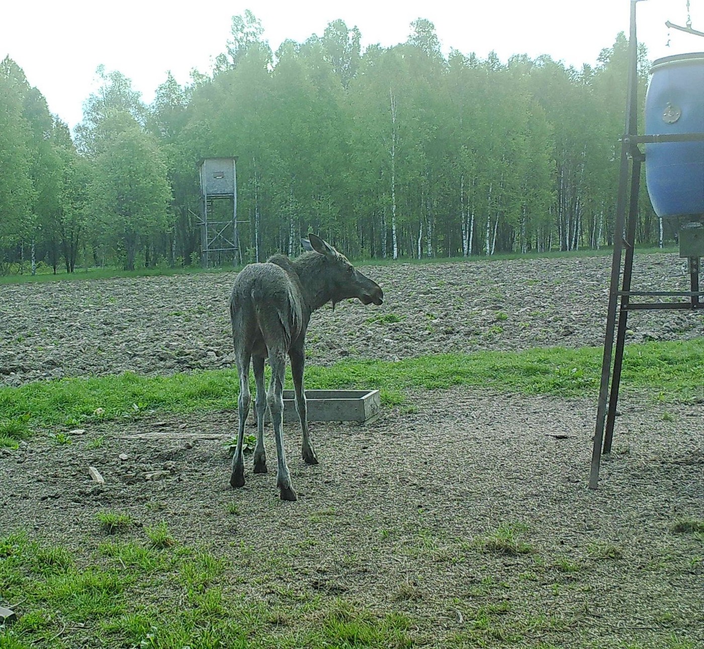 Лосиное счастье Старицкого РООиР