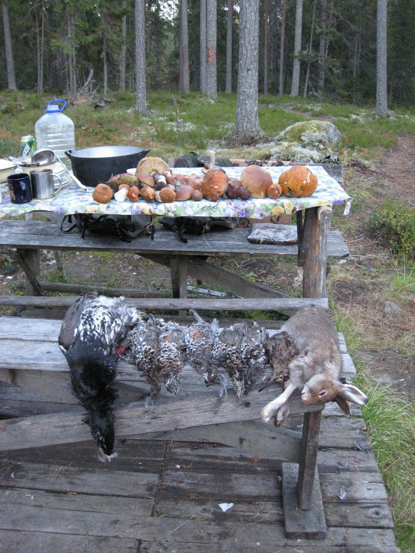 Выбор породы: охотился с ретривером, а стал легашатником…