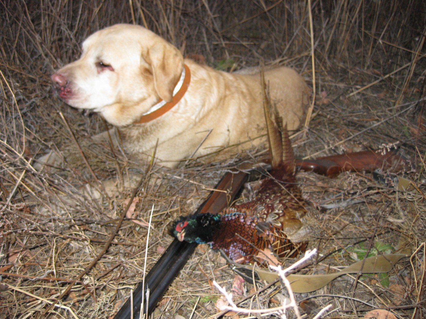 Выбор породы: охотился с ретривером, а стал легашатником…
