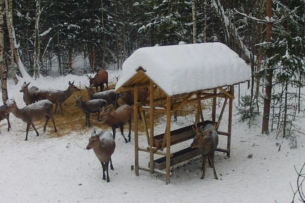 Нужно ли нам трофейное дело?