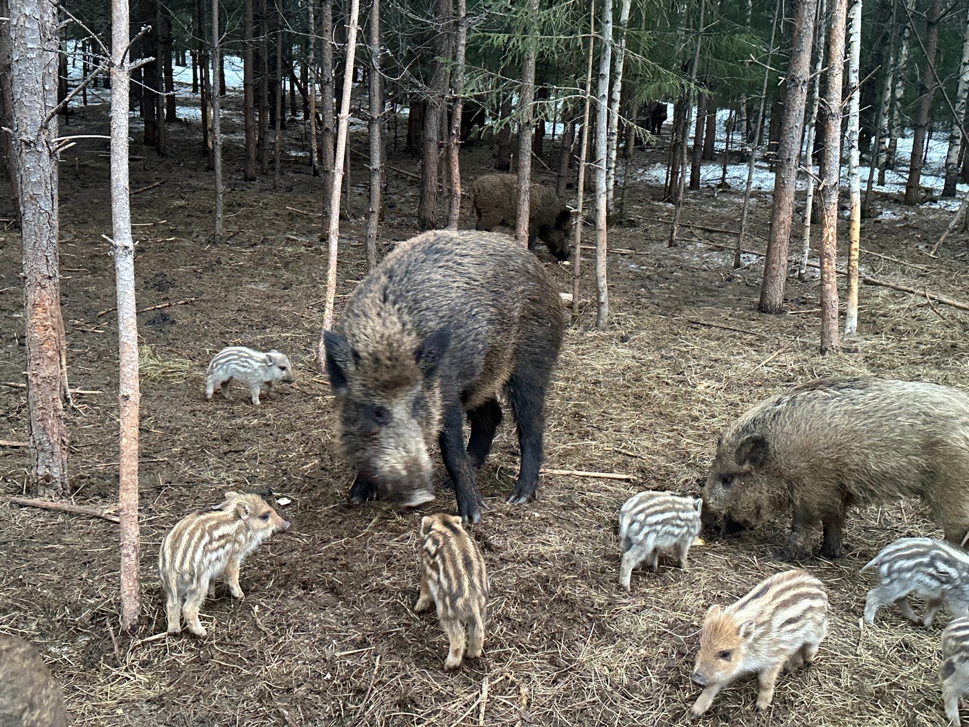 «Не помогаете, так хоть не мешайте». Круглый стол в Пермском крае