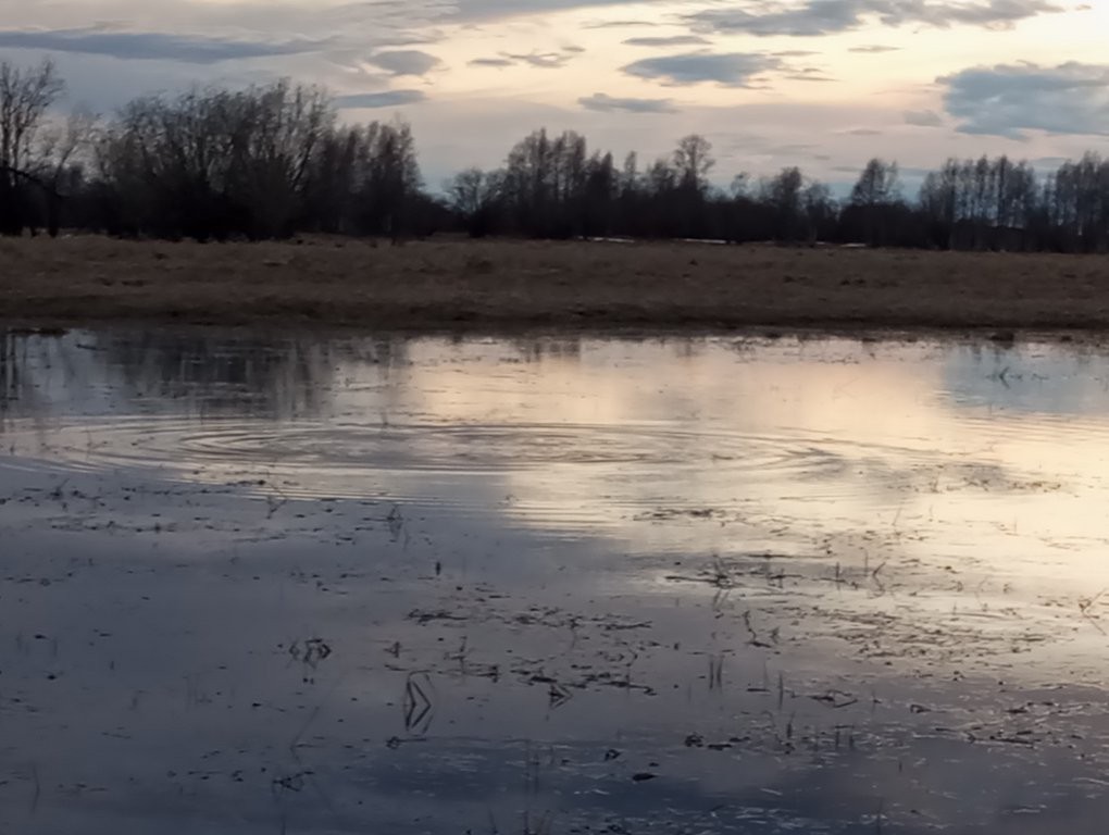На медведя с лайками