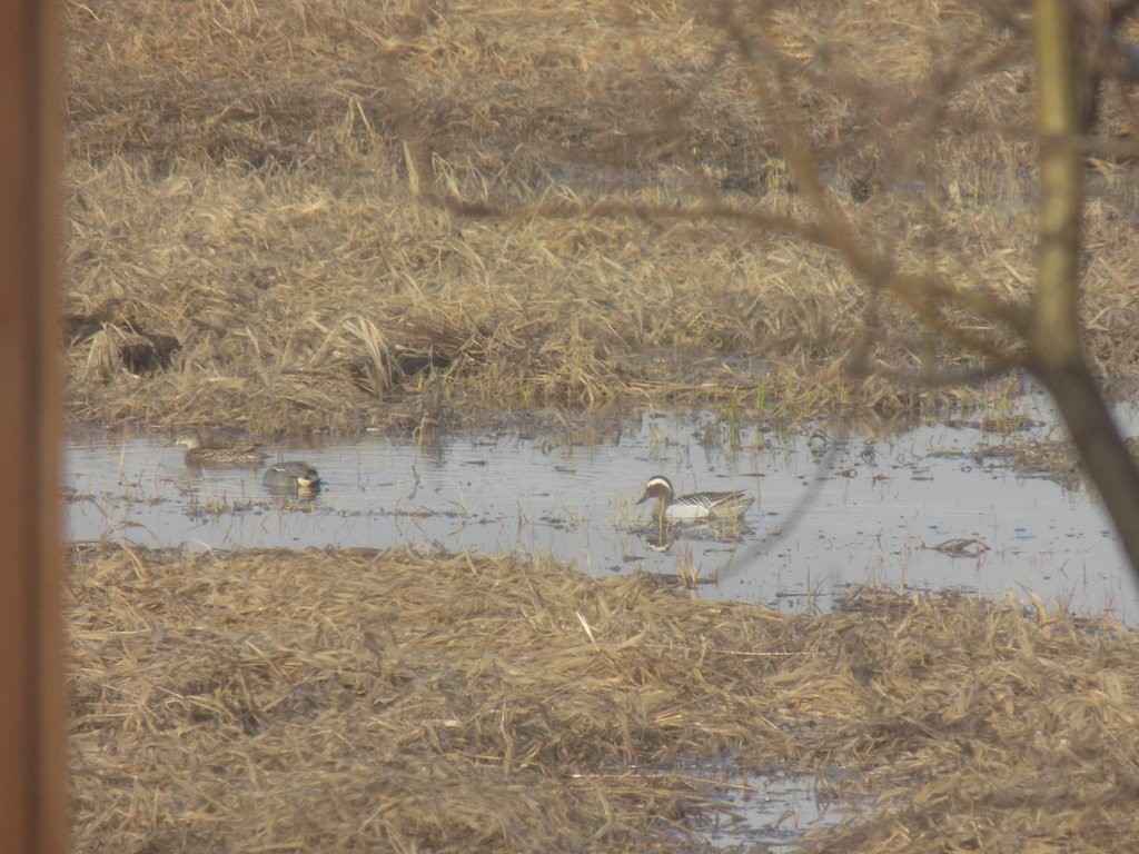 На медведя с лайками