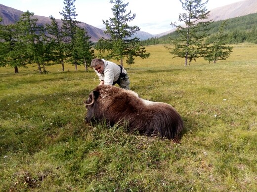 Полезный симбиоз: учёные + охотники или охотники + учёные