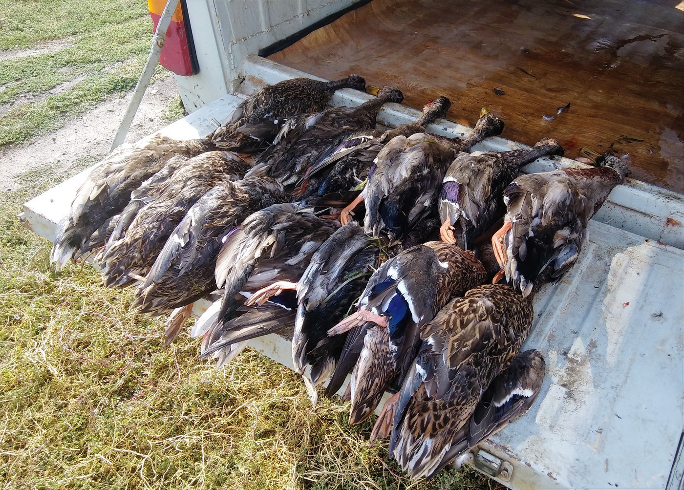 Чучела для охоты на утку: немного истории и современная практика