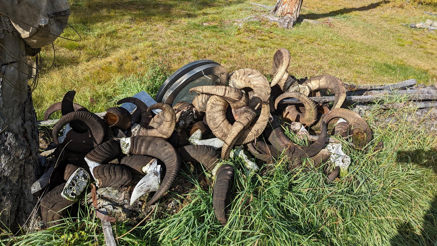 Эвены, олени, бараны и немного везения