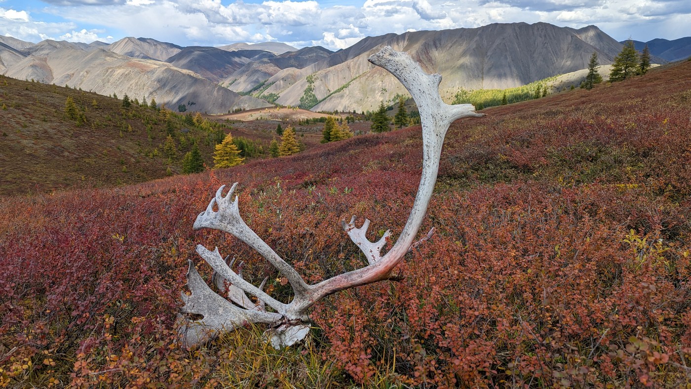 Эвены, олени, бараны и немного везения