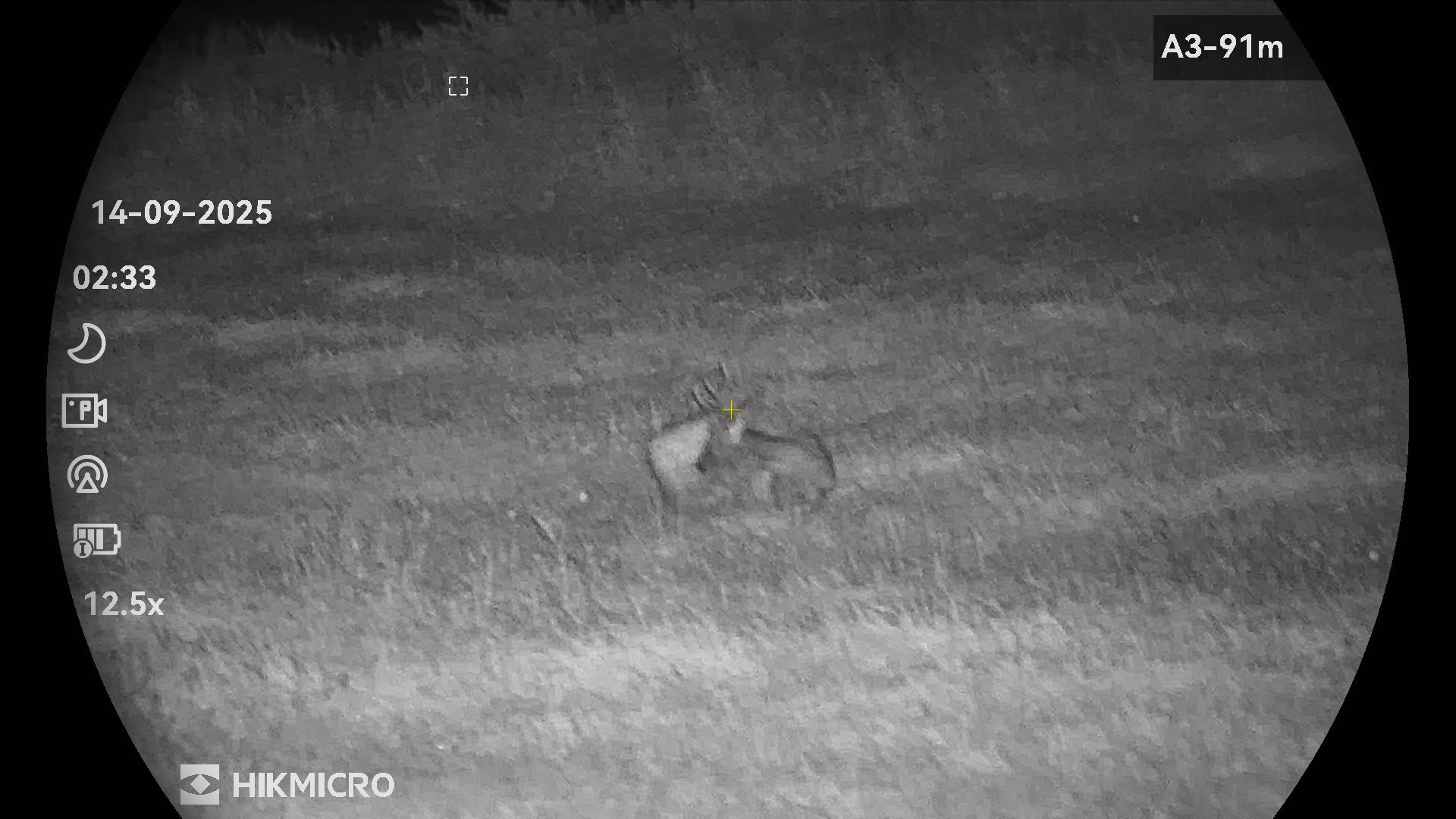 Косуля европейская: охота за трофеем