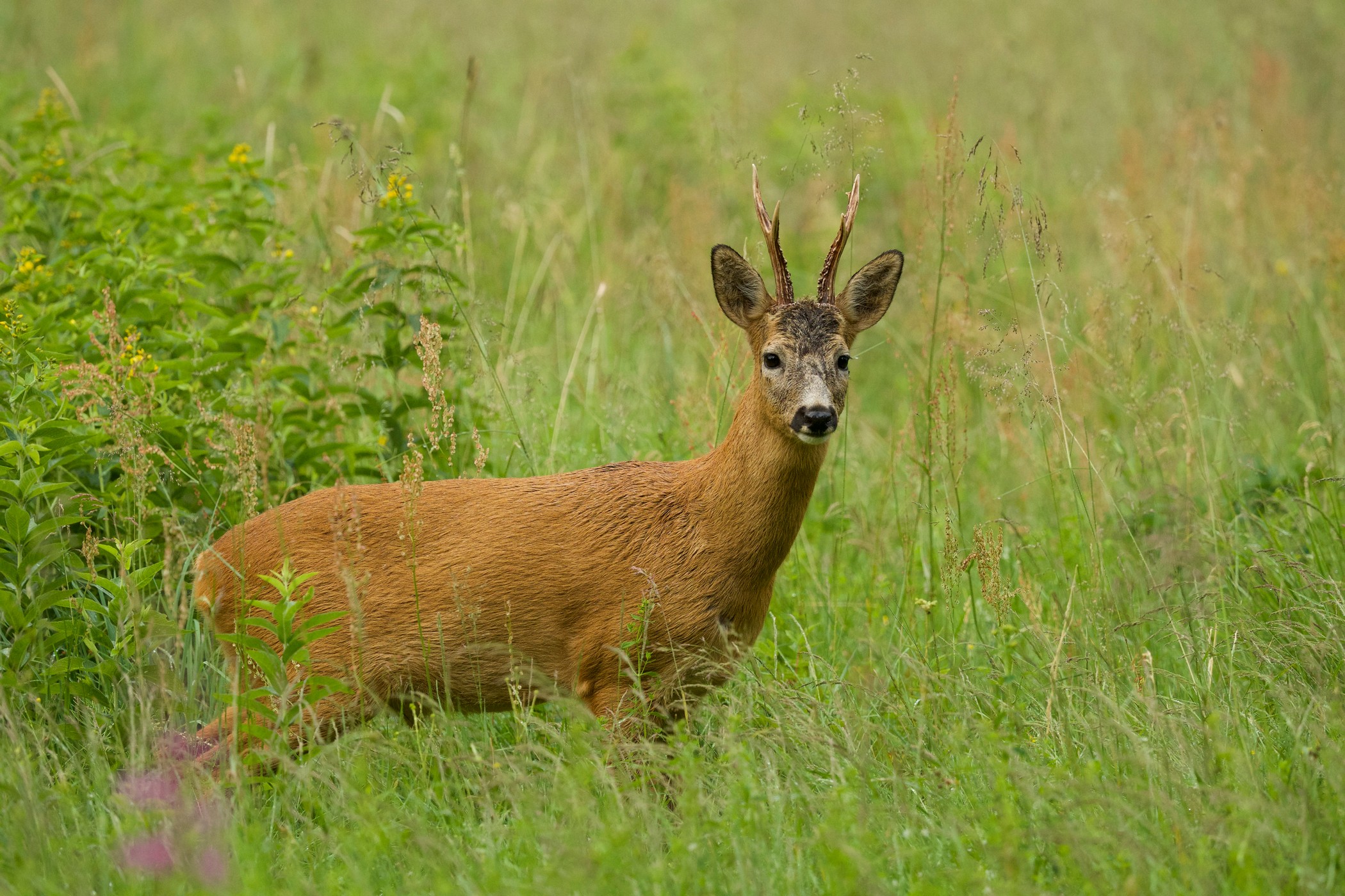 Косуля европейская: охота за трофеем