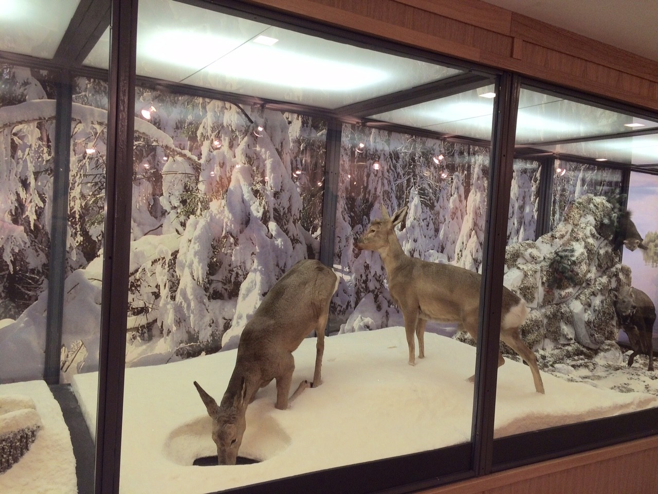 Обновление Музея охоты РОРС