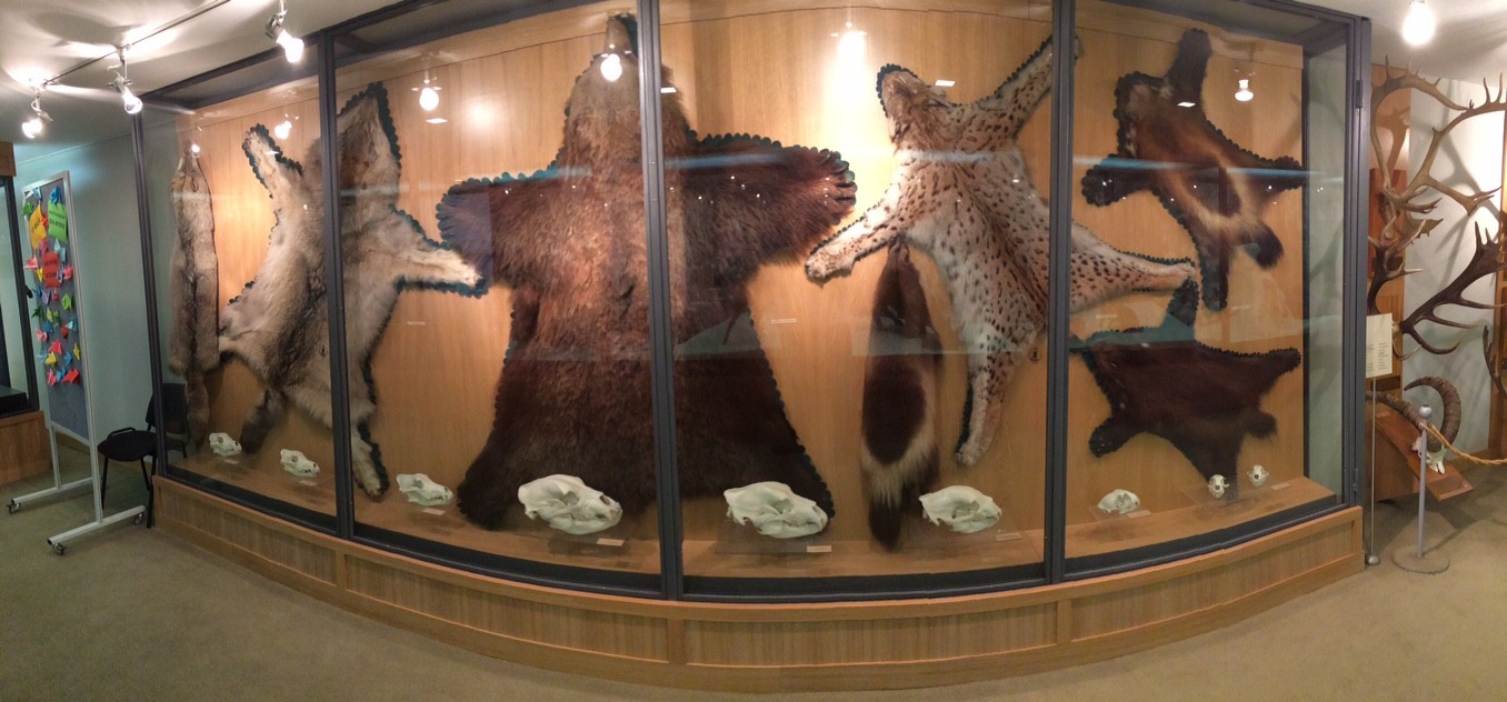 Обновление Музея охоты РОРС