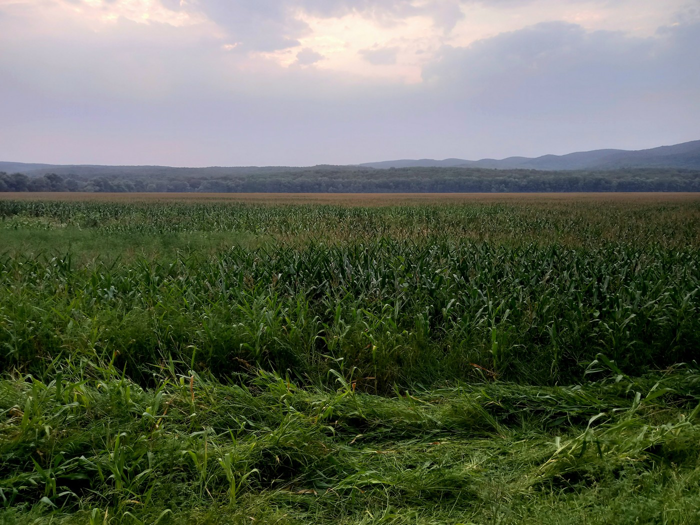 Предгорья, кукуруза, кабан