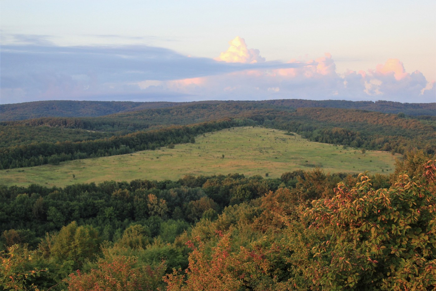Предгорья, кукуруза, кабан