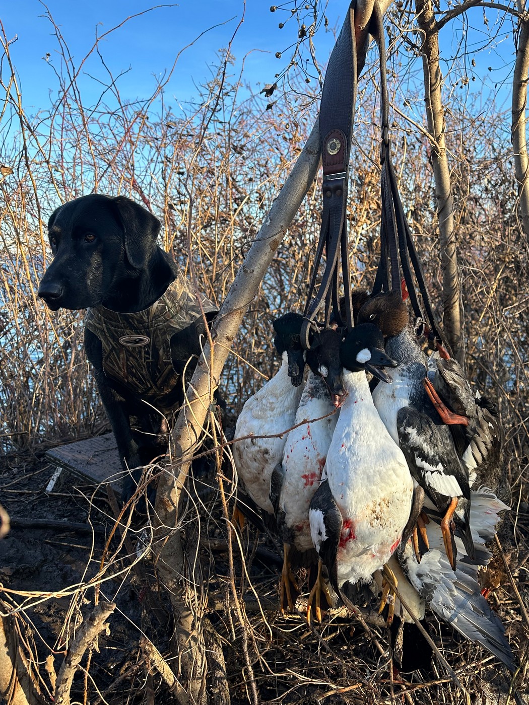 Выбор помощника «под ружьё»