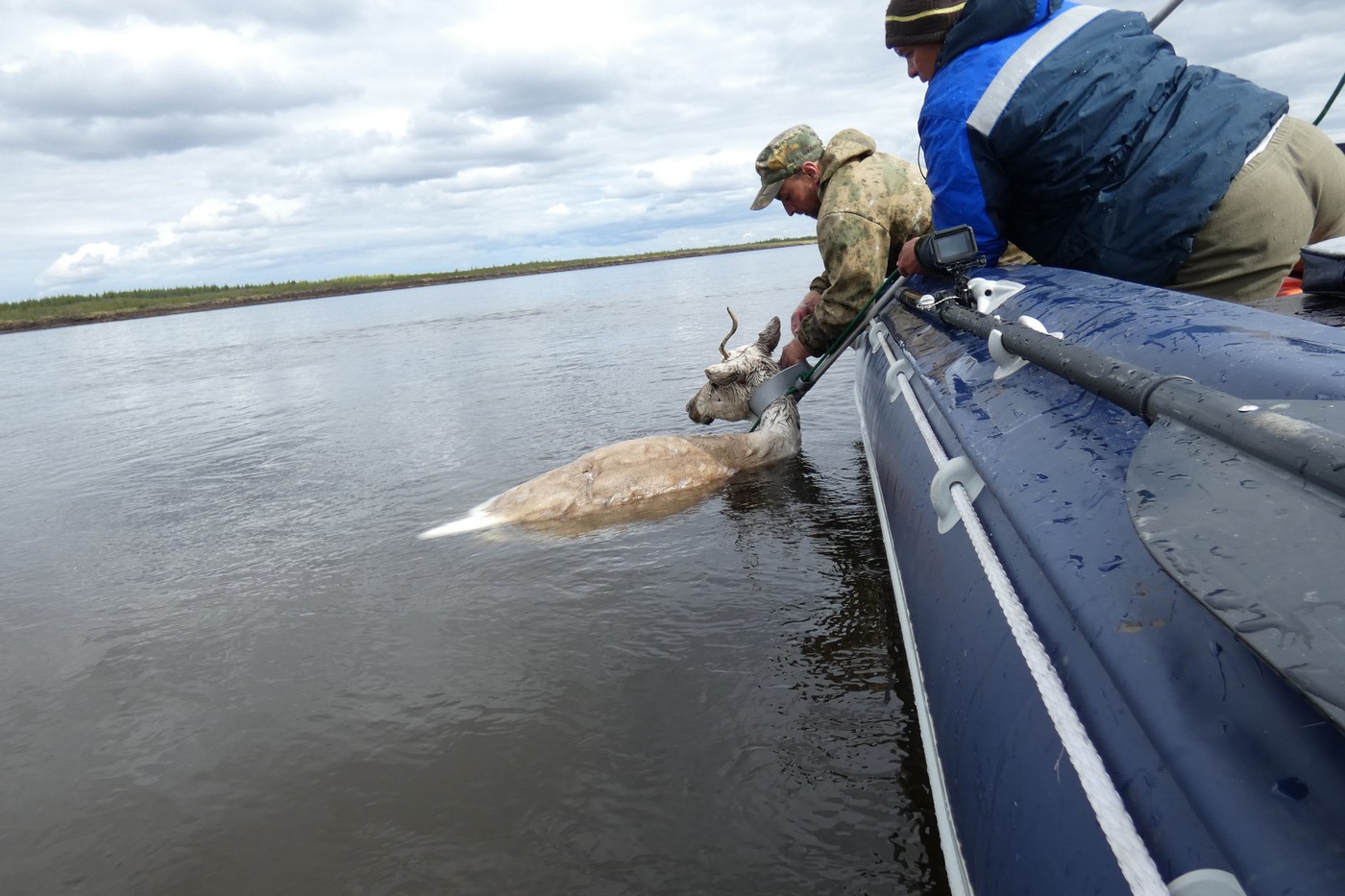 Край дикого северного оленя: от былого обилия к насущной потребности