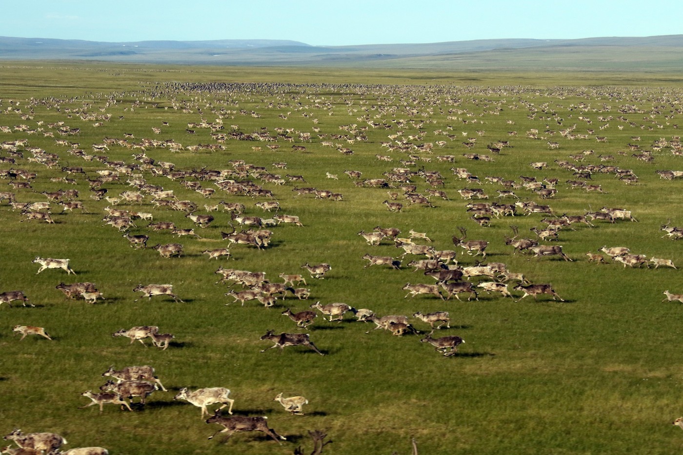 Край дикого северного оленя: от былого обилия к насущной потребности