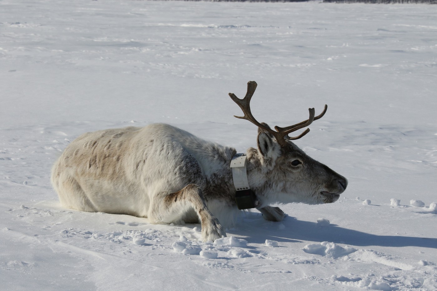 Край дикого северного оленя: от былого обилия к насущной потребности