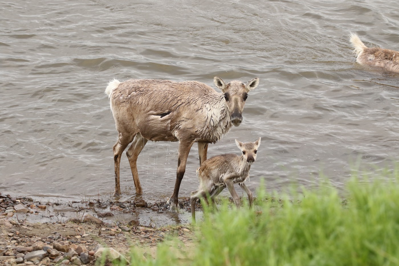 Край дикого северного оленя: от былого обилия к насущной потребности