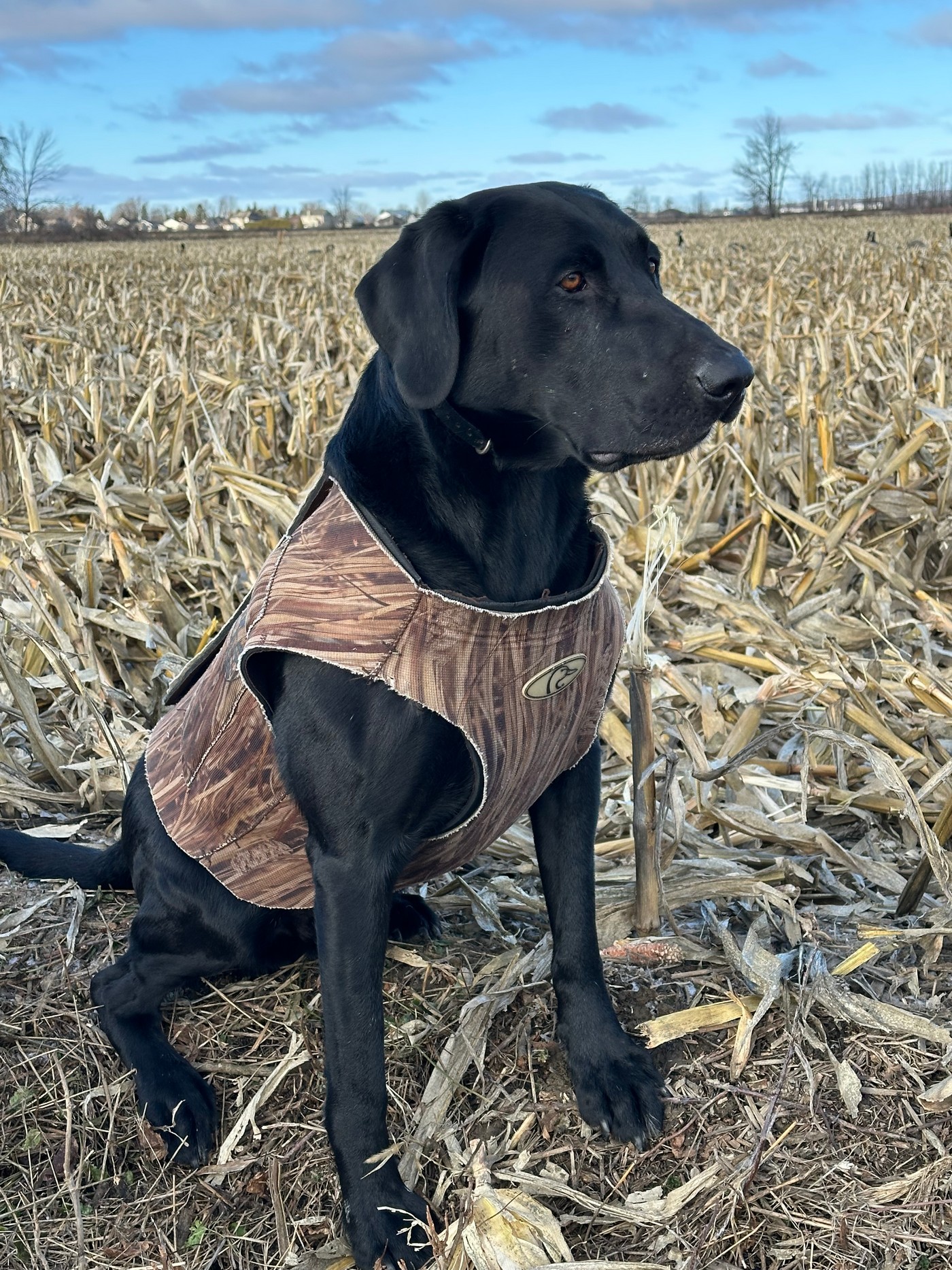 Ретриверы Америки и Европы: два мира одной породы